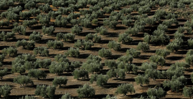 Un bosque de  olivos  en Porcuna (Jaén). REUTERS / Marcelo del Pozo