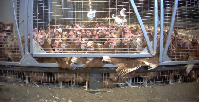 Gallinas permanecen hacinadas en un cobertizo de un centro ganadero de Italia./ Essere Animali