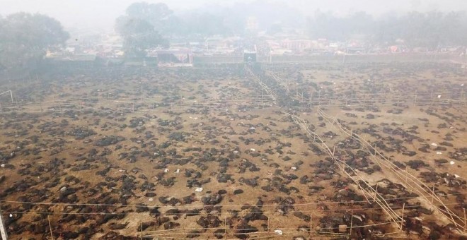 Investigadores de Igualdad Animal están documentando con drones y cámaras en Nepal el mayor sacrificio religioso de animales del mundo.