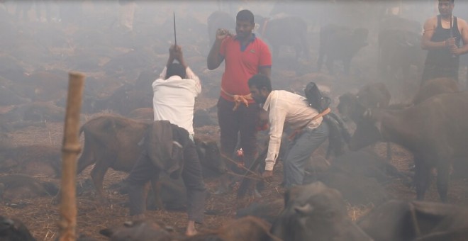 Un momento del ritual captado por Igualdad Animal, que  está documentando con drones y cámaras el mayor sacrificio religioso de animales del mundo.