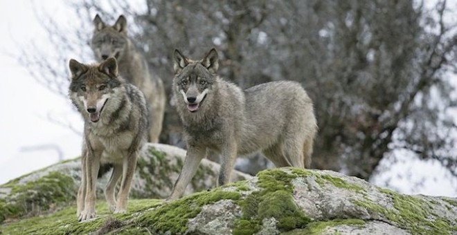 Lobos en Sierra Morena. / Europa Press