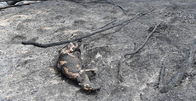 Cadáver de un canguro, calcinado en uno de los incendios en Sarsfield, en el estado australiano de Victoria (JAMES ROSS / EFE)