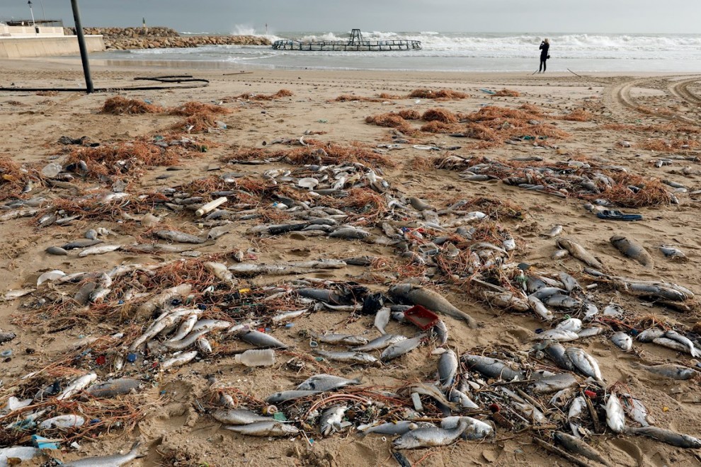 22/01/2020.- Miles de peces muertos en la playa de El Perelló debido a la rotura de una piscifactoria por el temporal. / EFE - JUAN CARLOS CÁRDENAS