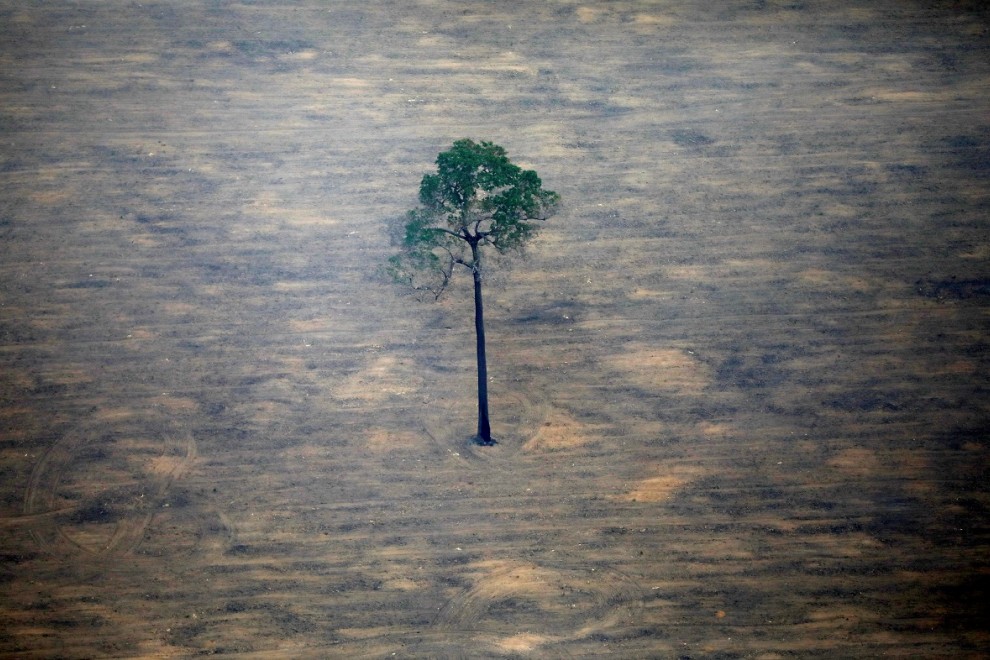 Un único árbol resiste en pie después de un proceso de deforestación. Reuters/Bruno Kelly