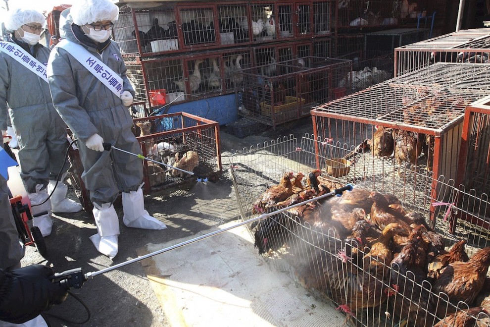 Trabajadores sanitarios desinfectan un mercado de animales vivos en la ciudad de Seongnam, al sur de Seúl, Corea del Sur. EFE/Archivo