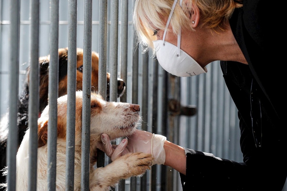 Una mujer protegida con guantes y mascarilla acaricia uno de los perros que se encuentran acogidos en las instalaciones de la perrera Ribamontes de Cheste, Valencia. EFE