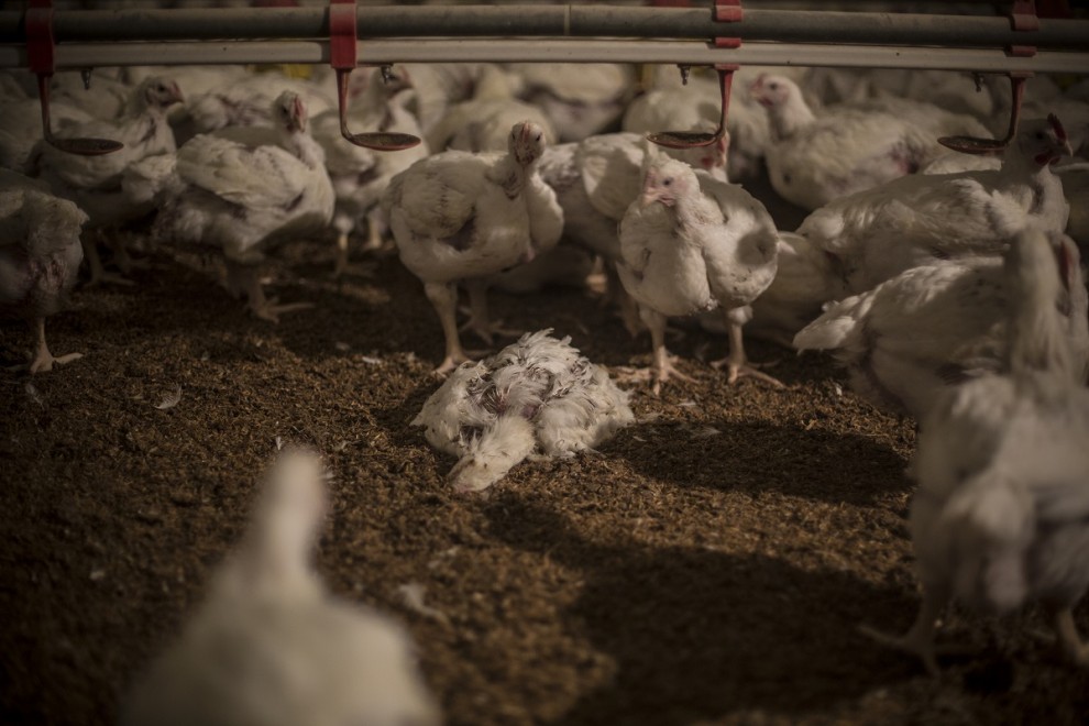 El cuerpo de pollo muerto permanece en el suelo de una granja intensiva de España./ Jairo Vargas