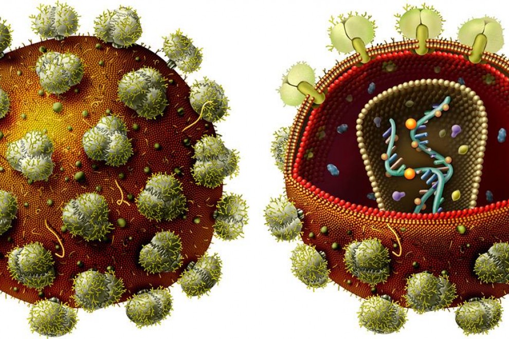 Ilustración que forma parte del material de divulgación. Virus de inmunodeficiencia humana (VIH) que causa el SIDA. / Angie Fox (Museo Estatal de la Universidad de Nebraska)
