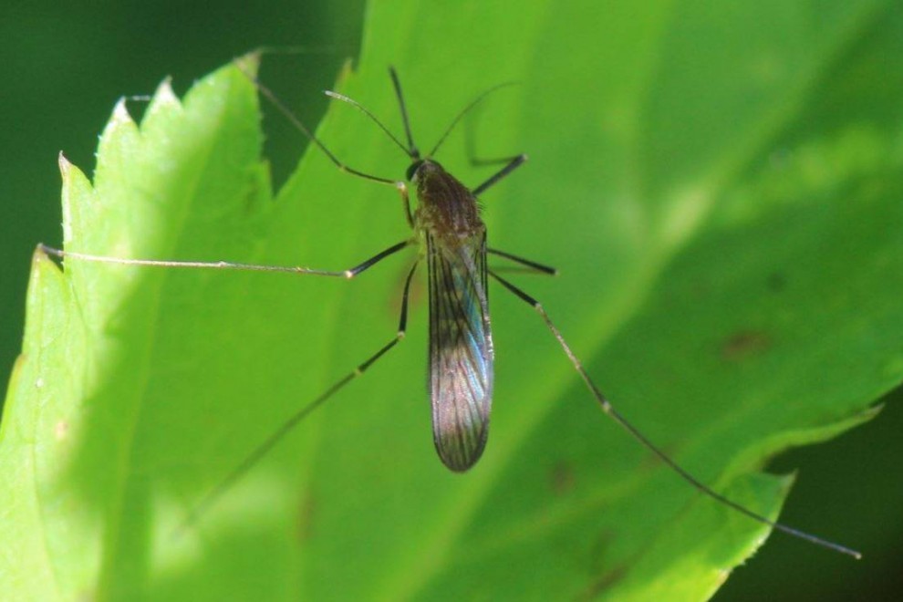 El mosquito Culex pipiens, principal vector del virus del Nilo Occidental junto al Culex perexiguus. / AfroBrazilian (Wikimedia)