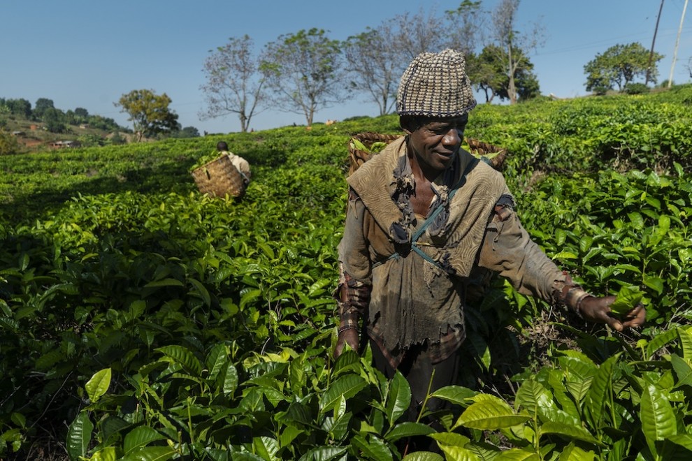 El salario de un trabajador agrícola que recoge té en Gurúè (Mozambique) depende de los kilos de té que recolecta y nunca supera los dos euros diarios. JUDIT PRAT