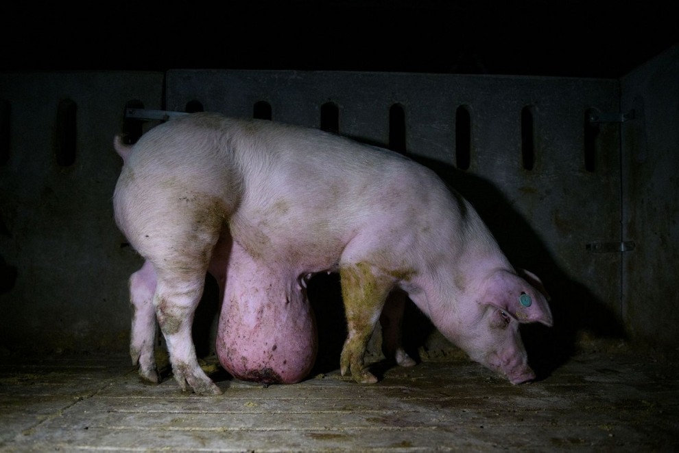 Cerdo con una hernia umbilical en un centro porcino de Castilla-La Mancha./Aitor Garmendia.