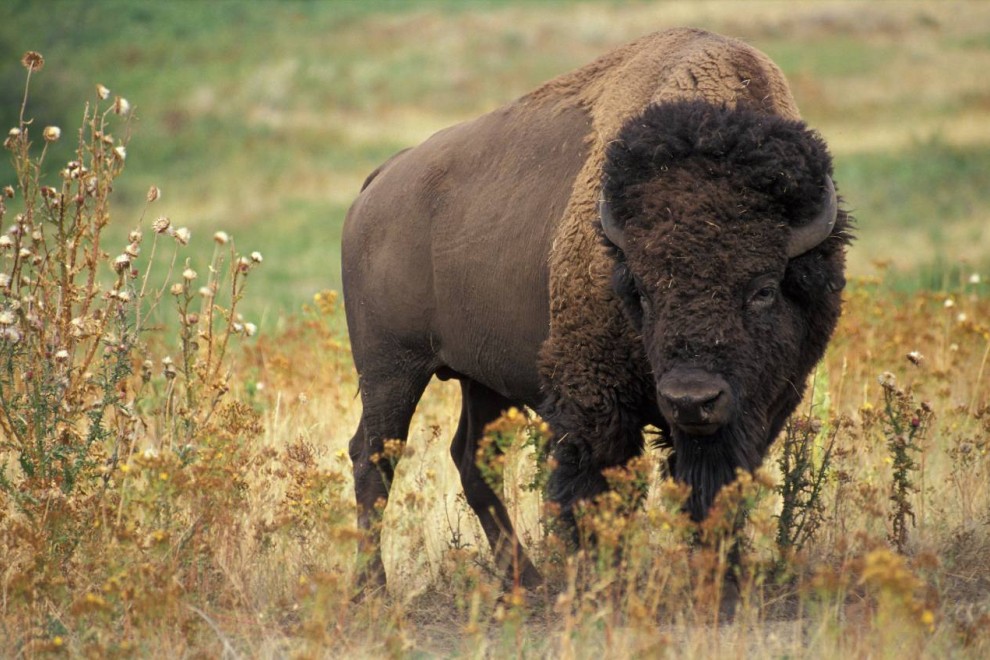 El bisonte americano (Bison bison) es un hospedador de vida silvestre susceptible a la enfermedad bacteriana brucelosis. El bisonte americano (Bison bison) es un hospedador de vida silvestre susceptible a la enfermedad bacteriana brucelosis.