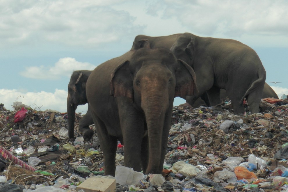 Elefantes salvajes en un vertedero de basura cerca de la ciudad de Ampara en Sri Lanka, el 4 de octubre de 2020.