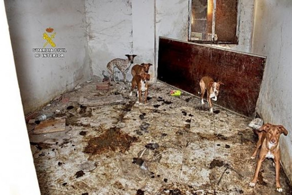 La Guardia Civil investiga a dos personas tras hallar siete perros muertos y otros 22 en pésimas condiciones en la localidad madrileña de Ambite de Tajuña.