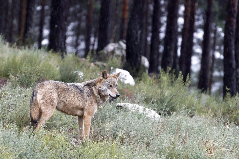 Imagen de archivo de un lobo.