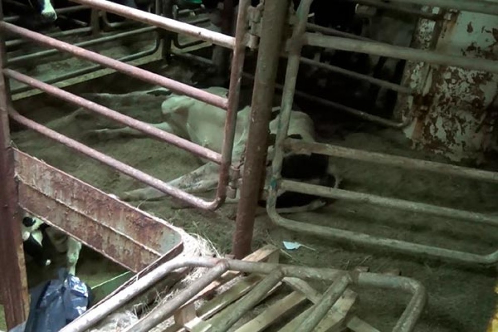 Animales interior buque Karim Allah 2016.