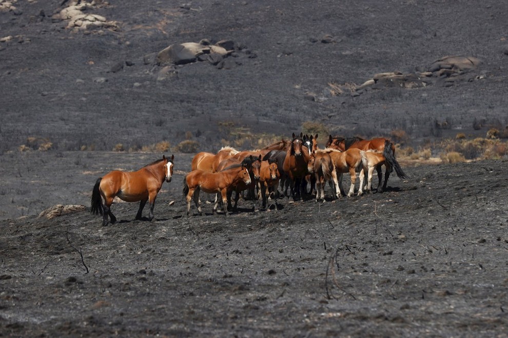 Vista general de la zona afectada por el incendio forestal que el pasado sábado se declaró entre los municipios abulenses de Navalacruz y Cepeda de la Mora, que es el más grave declarado en Castilla y León en los últimos 40 años.