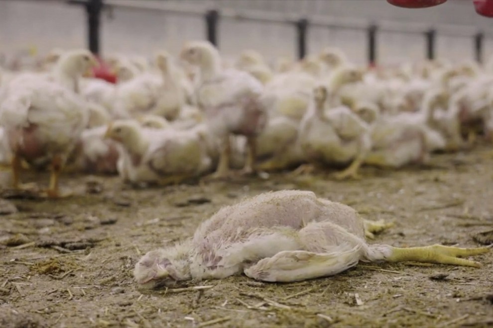 Imagen de un pollo de engorde en el suelo de una granja de Francia, proveedora del Grupo LDC.