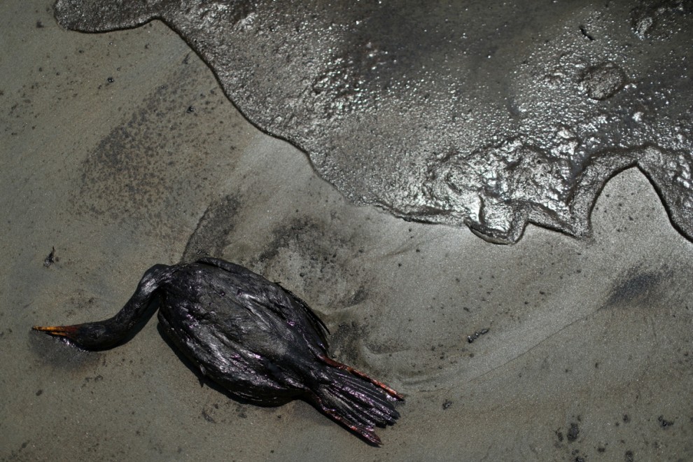 Un ave muerta por el vertido aparece en la playa mientras los voluntarios limpian.