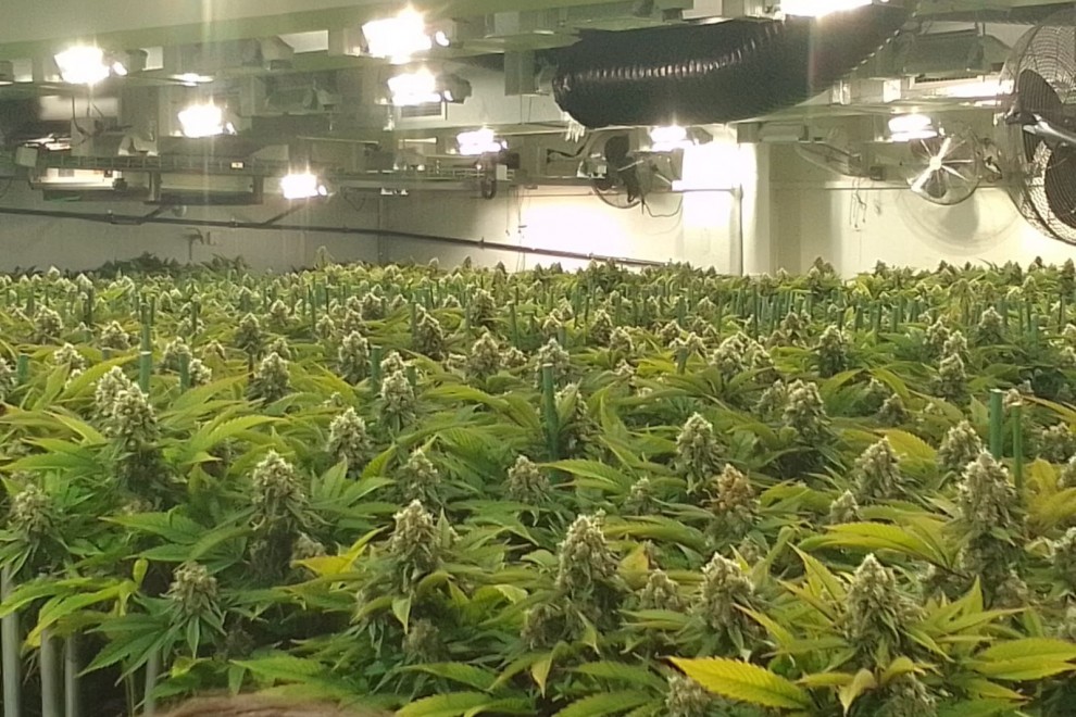 Las plantas de cannabis de la empresa J&J Devices antes de la intervención policial. — CEDIDA