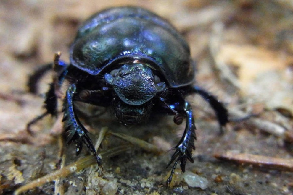 Autorizada la comercialización de las larvas del escarabajo del estiércol como nuevo alimento
