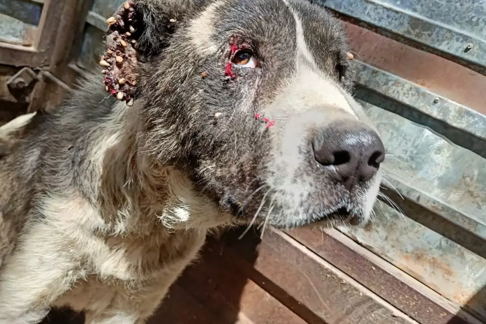 Perros en situación de abandono.