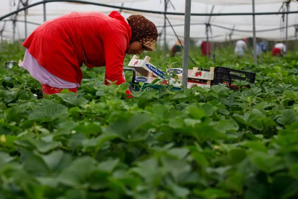 Una trabajadora marroquí durante su jornada en la recogida de fresas en una plantación de Huelva.