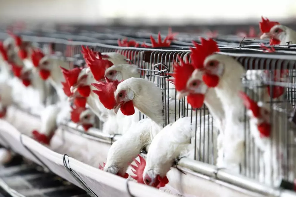 Gallinas - SINC
