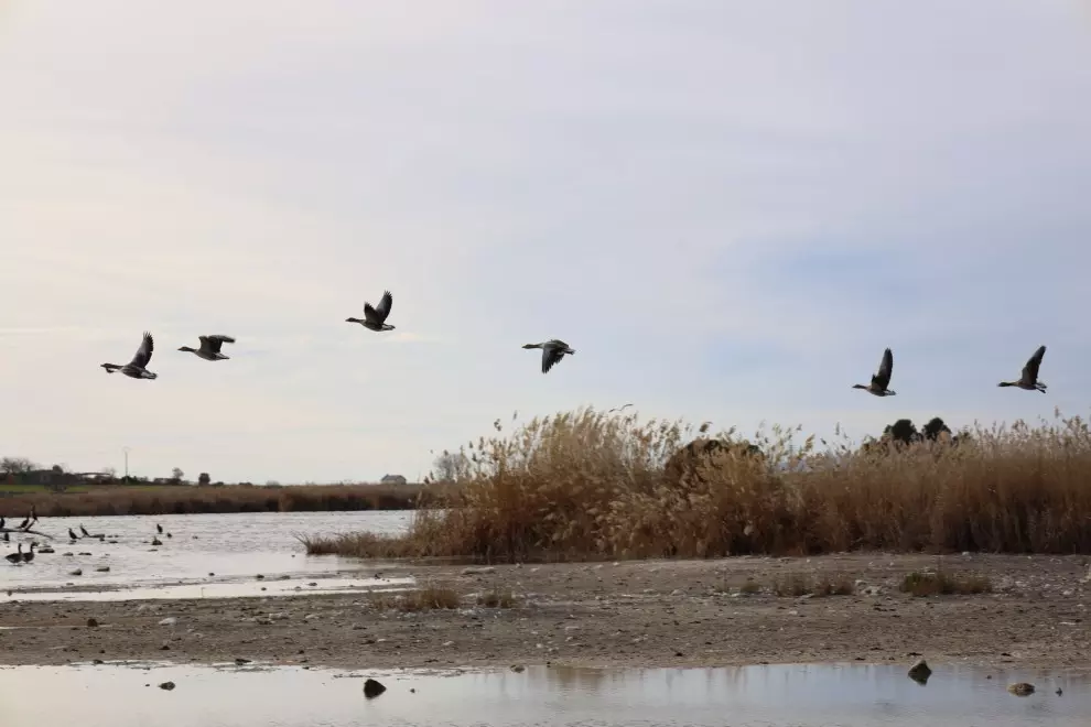 Aves en la laguna de Navaseca, a 3 de febrero de 2022, en Daimiel, Ciudad Real, Castilla-La Mancha