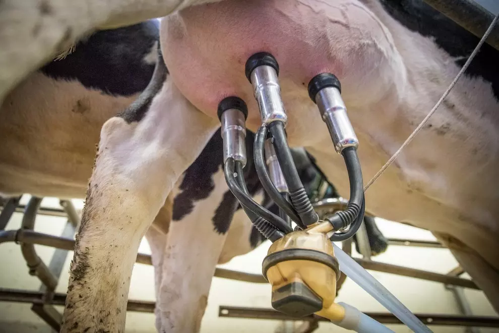 06/06/2018 - granja de vacas productoras de leche