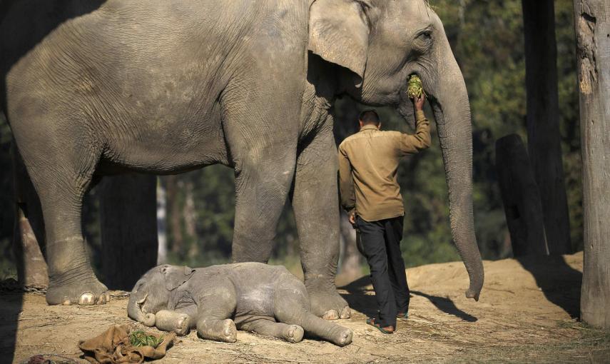A one and a half months old baby elephant sleeps as a mahout feeds its mother before leaving for the jungle at Chitwan National Park in Chitwan, south of Kathmandu December 30, 2014. REUTERS/Navesh Chitrakar
