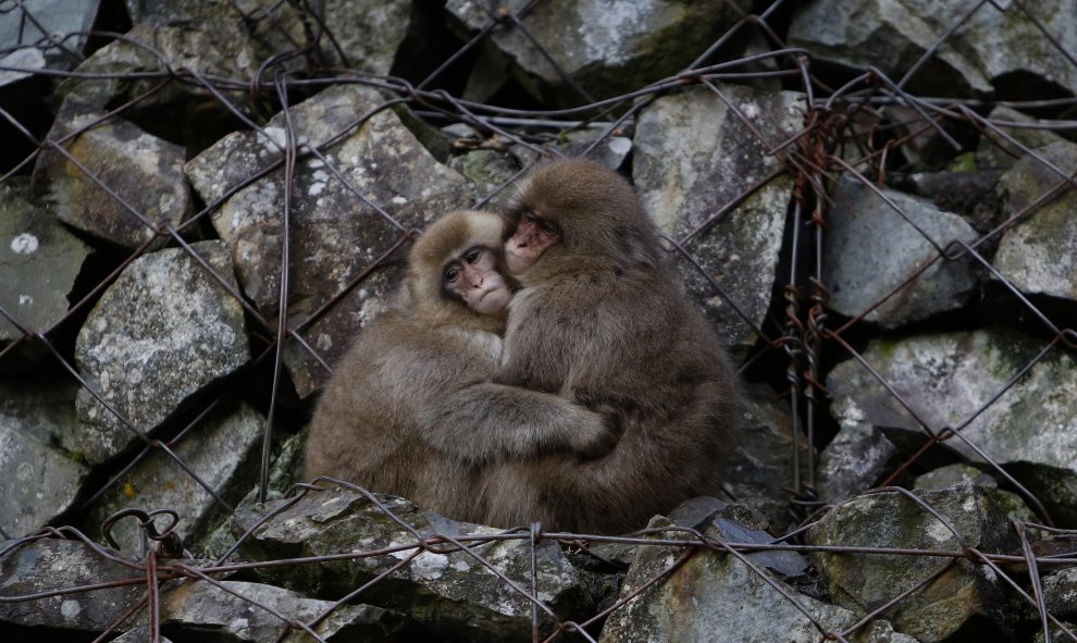 El abrazo de unos macacos japoneses. Nagano, Japón. REUTERS/Yuya Shino
