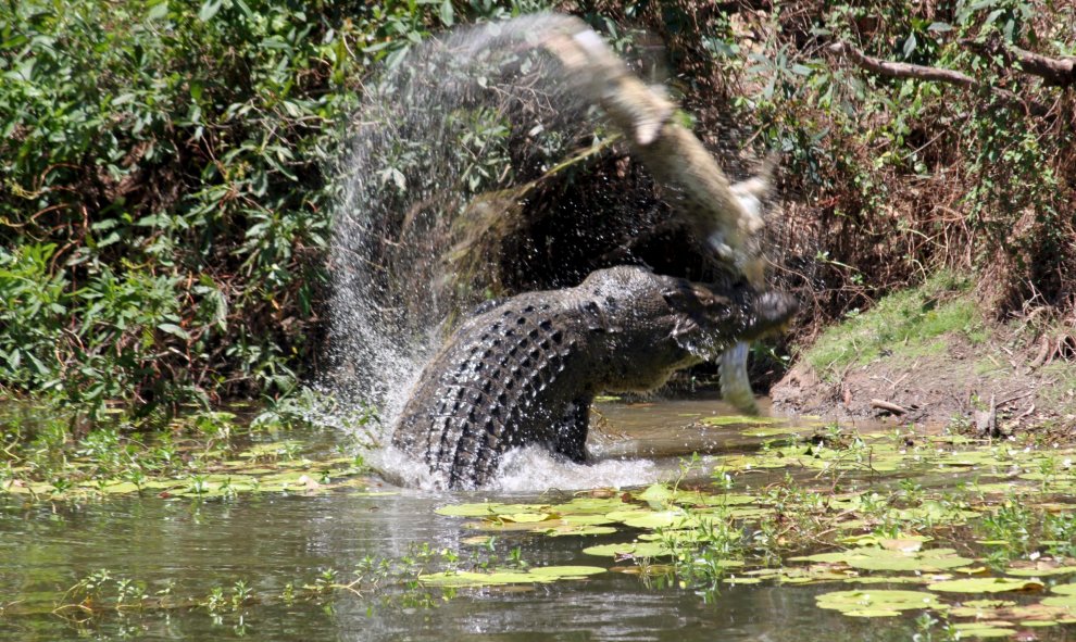 Un cocodrilo de agua salada lanza a otro al aire antes de comérselo. Parque Nacional de Queensland, Australia. REUTERS/Sandra Bell/Handout