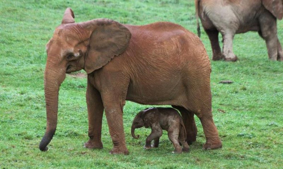 Una nueva cría de elefante africano de unos 90 kilogramos ha nacido este viernes en el Parque de la Naturaleza de Cabárceno, hija de Infinita, una de las hembras de esta especie nacidas en la instalación cántabra y que ha sido madre primeriza. EFE/Gobiern