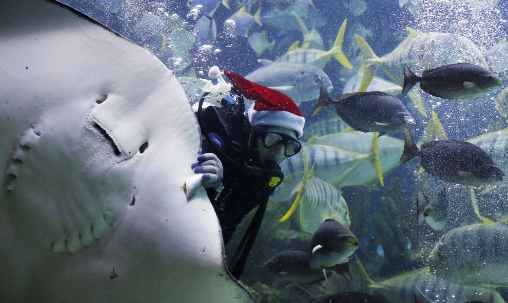 Un buzo con el gorro de Papá Noel da de comer a los animales del acuario de Kuala Lumpur, Malasia. REUTERS/Olivia Harris