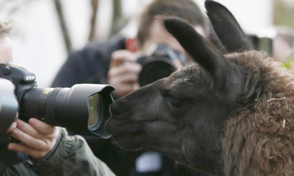 Una llama mira a través de un objetivo fotográfico en el zoo de Londres. REUTERS/Stefan Wermuth