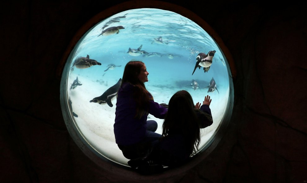 Niños observan a pingüinos de Humboldt en el zoológico de Londres.  REUTERS/Stefan Wermuth