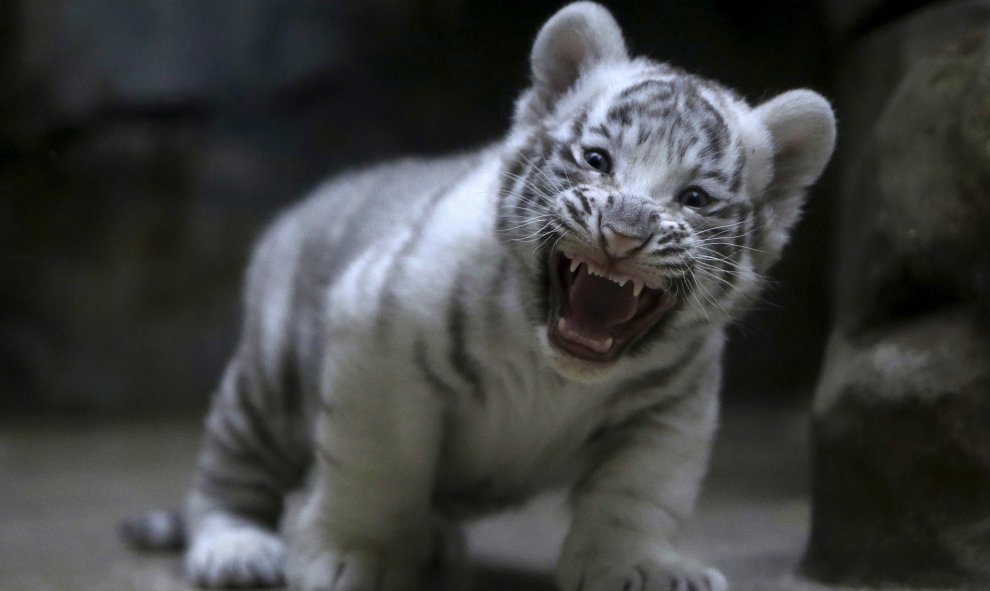 Un cachorro de tigre blanco de indias bosteza en el zoológico de Liberec, República Checa. REUTERS/David W Cerny