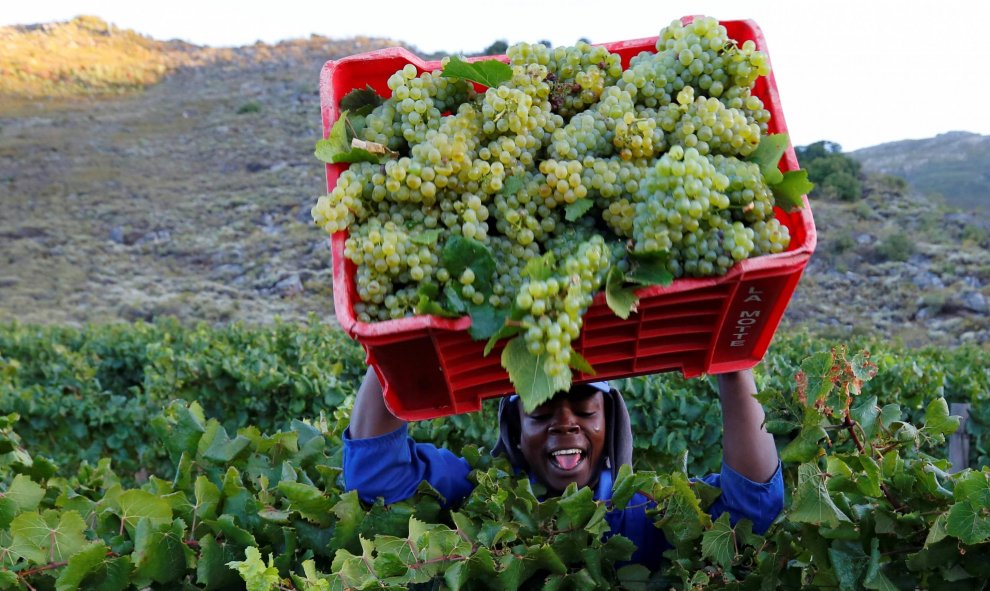 Un trabajador recoge las uvas en la finca vinícola de La Motte en Franschhoek, cerca de Ciudad del Cabo, Sudáfrica. REUTERS/Mike Hutchings