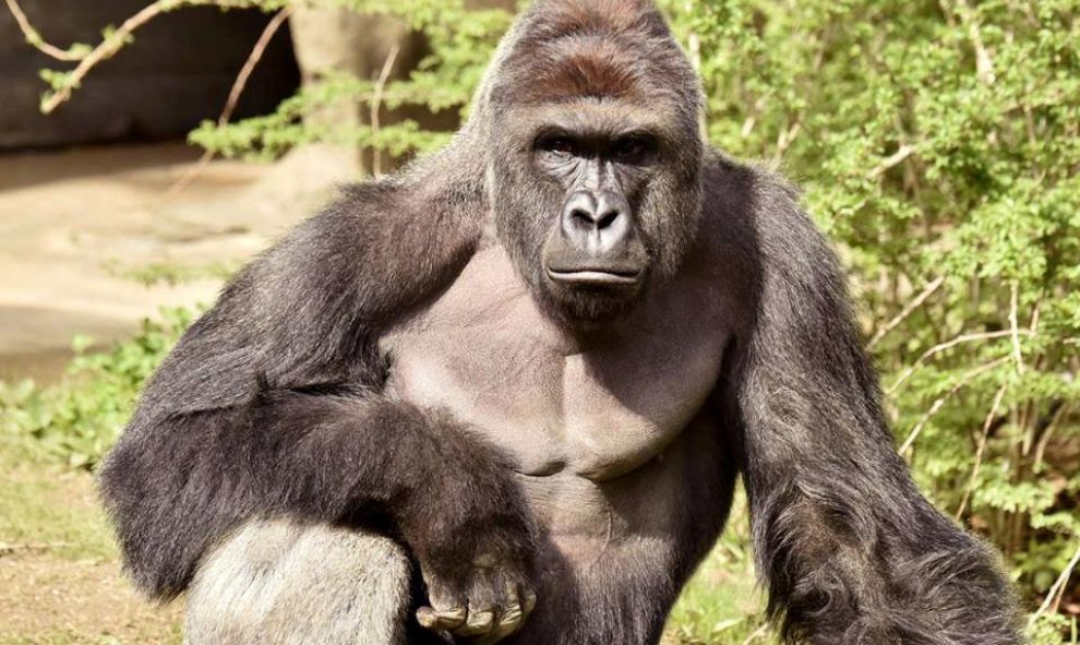Harambe, un gorila de 17 años procedente del Zoo de Cincinati. REUTERS/Cincinnati