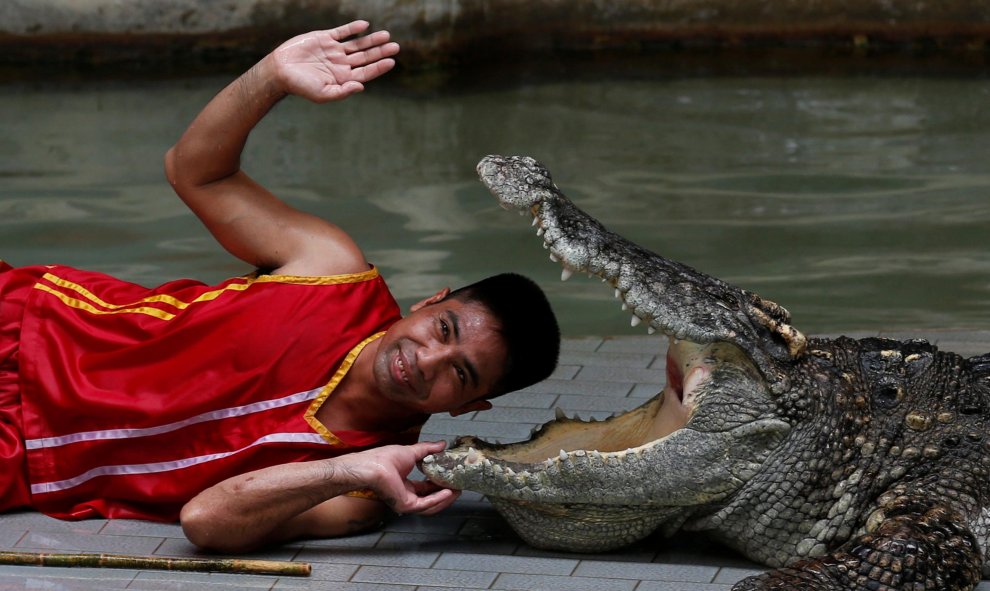 Un hombre mete la cabeza entre las fauces de un cocodrile durante una actuación para turistas en el Sriracha Tiger Zoo al este de Bangkok, Tailandia.  REUTERS/Chaiwat Subprasom