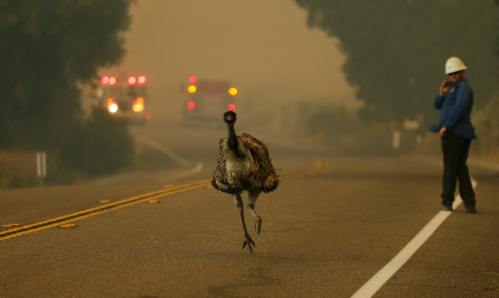 Un emú corre para escapar de un incendio forestal cerca de Potrero , California, EEUU.- REUTERS / Mike Blake