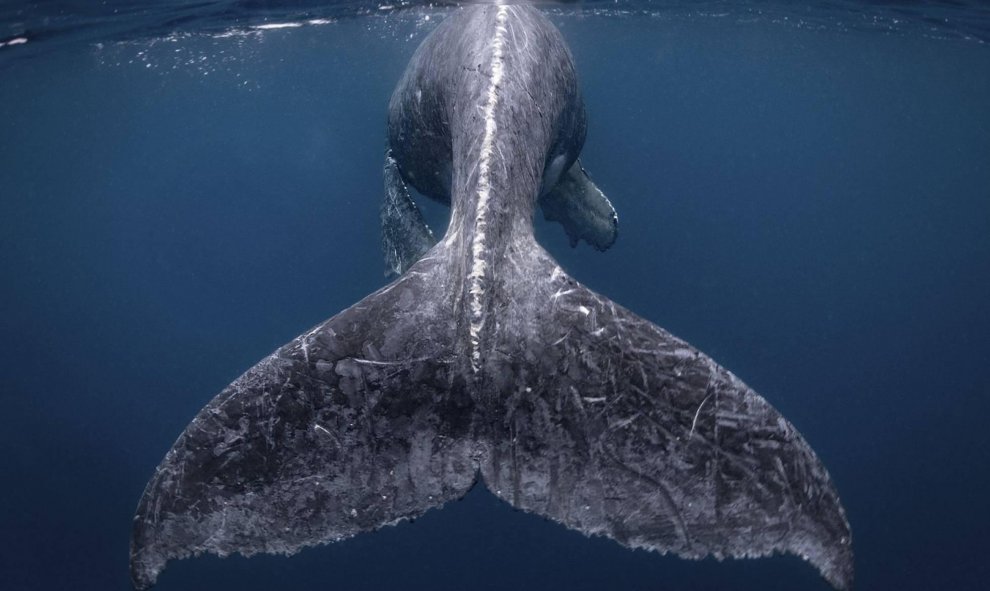 Una ballena jorobada en la isla Kumejima (Japón). Premio principal del concurso Travel Photographer of the year 2018. REIKO TAKAHASHI