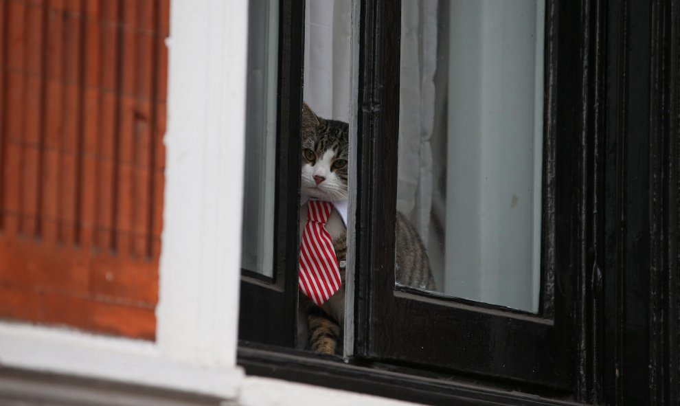 James, el gato que ha estado acompañando a Assange durante su encierro en la sede diplomática ecuatoriana. - AFP