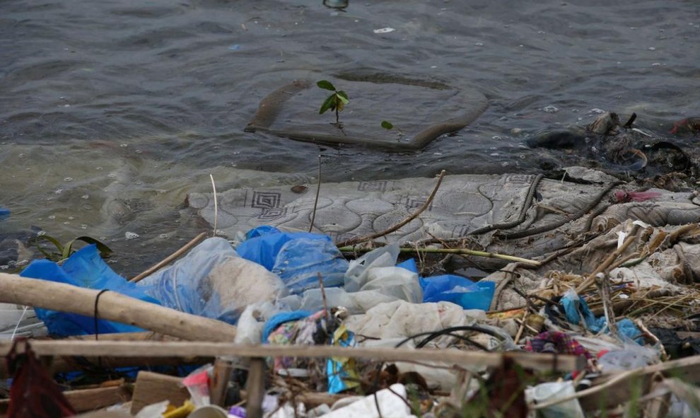 Planta acuática que nació dentro de un asiento de automóvil en medio de la basura que se acumula en la Bahía de Guanabara de la ciudad de Río de Janeiro (Brasil). / EFE