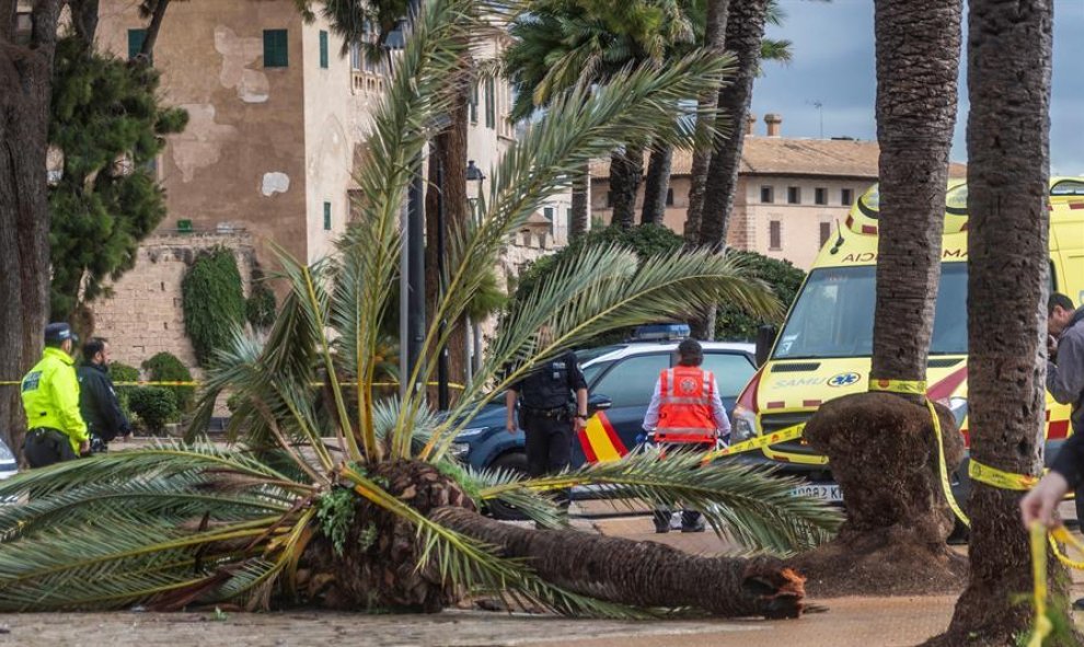 Los fuertes vientos han provocado la muerte de una mujer en Palma de Mallorca, después de que cayera sobre ella una rama de palmera./ Cati Cladera (EFE)
