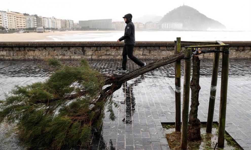 Uno de los árboles del paseo de la Playa de Zurriola, en San Sebastián, permanece partido por la fuerza del viento./ Juan Herrero (EFE)