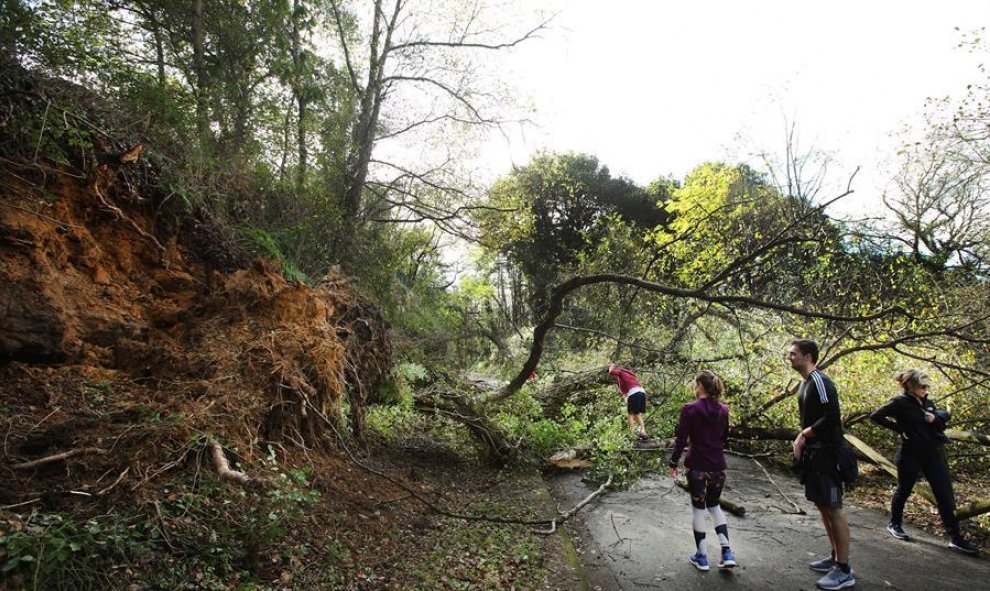Un árbol caído impide el paso en un parque de Oviedo./ Alberto Morante (EFE)