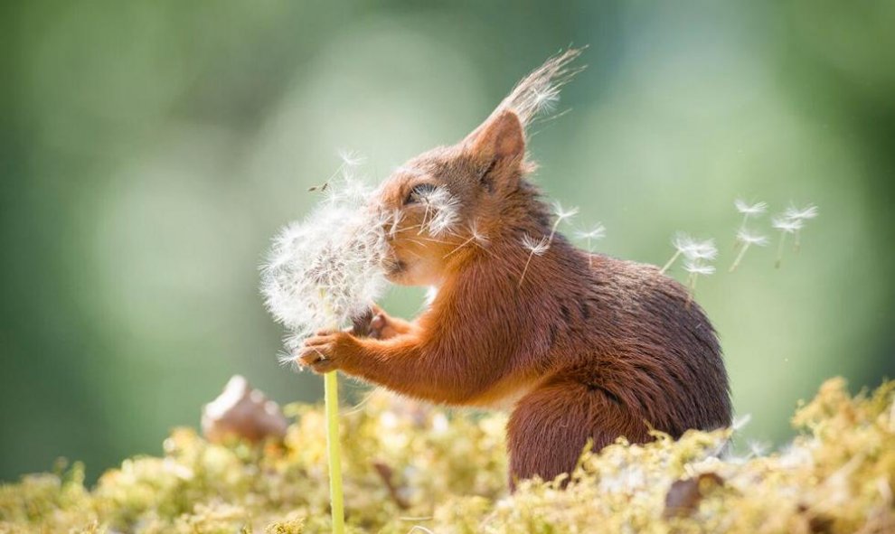 Qué buen aroma. / The Comedy Wildlife 2019, Geert Weggen