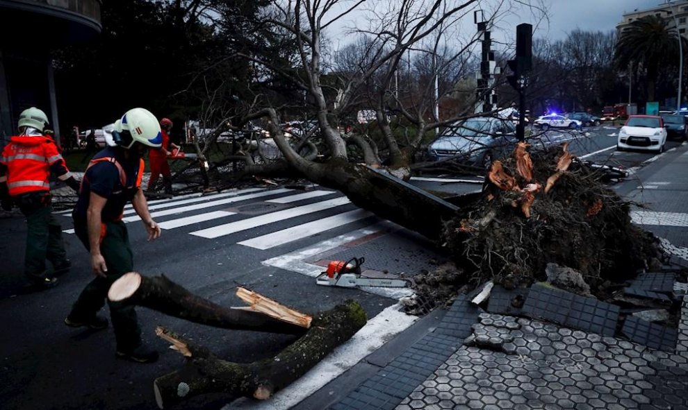 Bomberos retiran un árbol caído en San Sebastián, donde se han registrado vientos de hasta 144 kilómetros por hora en Matxitxako y olas de 8,5 metros./ Javier Etxezarreta (EFE)